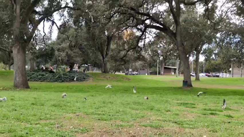 The scene captures a grassy park under a canopy of large trees. Several birds, mostly black and white, are visible in flight and on the ground. A small group of people can be seen in the distance near a garden-like arrangement of greenery. A trash can is positioned near one of the trees, and a building with a pitched roof is visible in the background, along with a parking area where cars are parked. The overall impression is that of a peaceful park setting on a cloudy day.