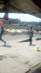 Goat herd crosses busy Nairobi street with herders