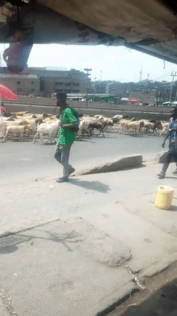Goat herd crosses busy Nairobi street with herders