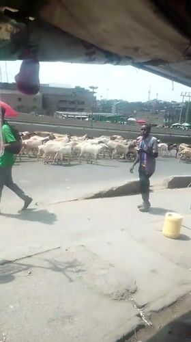 Goat herd crosses busy Nairobi street with herders