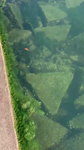This video shows a close-up, underwater view of a body of water with several fish swimming. The water is greenish and somewhat murky, with large, angular concrete or stone structures submerged beneath the surface, covered in algae and possibly shells. These structures appear to form a kind of underwater barrier or foundation.

There are several fish visible. In the upper left quadrant, a small, bright orange fish is briefly seen. A larger, silvery-grey fish with a long body swims horizontally across the middle of the frame. Further down, other smaller, darker fish can be observed darting among the rocks. The light filtering from above suggests it is daytime, and the water appears still, hinting at calm weather.

The scene is likely a marine or freshwater environment, possibly a harbor, riverbed, or a constructed waterway. The presence of algae and the rocky substrate suggest a natural or semi-natural habitat. No people are visible, and the focus is entirely on the underwater ecosystem. The overall impression is one of observing aquatic life in its environment, undisturbed by human presence. There is no visible text in the media file.