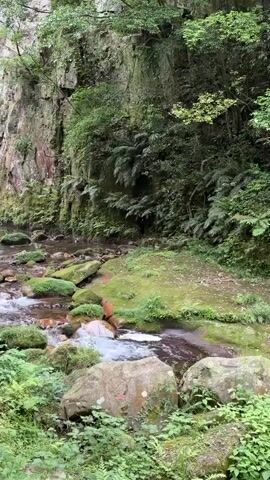 The video shows a stream flowing through a lush, green environment. Moss-covered rocks are scattered throughout the stream and along the banks.  The stream is bordered by dense vegetation, including ferns and trees.  A steep, rocky cliff face rises up on one side of the stream, partially covered with moss and greenery.  The camera angle is low, providing a close-up view of the stream and its surroundings, before panning upwards to display the scale of the cliff face.
