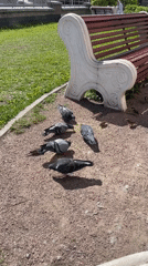 Morning life unfolds across Saint Petersburg parks and streets