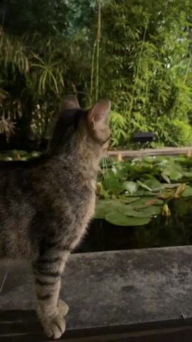 A tabby cat stands attentively on a stone ledge, observed in a close-up shot during the nighttime. The cat has distinctive brown and black stripes, and its ears are perked, indicating alertness. Its eyes are focused intently towards the right side of the frame. In the background, a pond filled with green water lilies is visible, behind which stand tall, green, bamboo-like plants that are illuminated, suggesting artificial lighting in a dark environment. Throughout the video, a distinct croaking or ribbiting sound can be heard, implying the presence of frogs or toads, which the cat appears to be observing or reacting to. The setting is an outdoor space, likely a garden or pond area, located in Nir Eliyahu, Israel. The low light conditions contribute to a nocturnal atmosphere. There is no visible text in the scene.