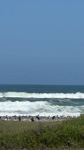 The video depicts a coastal scene with waves crashing on a rocky beach. There is green vegetation in the foreground. A flock of dark birds is gathered on the beach. In the distance, a cargo ship is visible on the horizon. The sky is clear and blue.