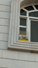 Caged yellow parakeet spotted on Al Ain building window ledge
