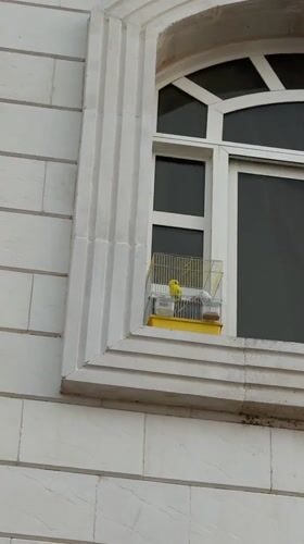 Caged yellow parakeet spotted on Al Ain building window ledge