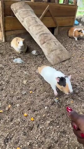 The video shows a close-up view of guinea pigs in an outdoor enclosure. The ground is covered in dirt and small pebbles, with a few scattered corn kernels. In the foreground, a person's hand with red-painted fingernails is visible, reaching out towards a white, brown, and black guinea pig. Another guinea pig, predominantly yellow and white, is positioned to the left, and a brown and white guinea pig is in the background, near a wooden structure with a ramp. The guinea pig in the foreground is looking towards the hand and appears to be interacting with it. The lighting suggests it is daytime.