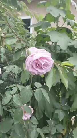This is a vertical video of a pink rose in bloom, set against a backdrop of green foliage and a building. The rose is the central focus, with its petals unfurling. The camera zooms in slightly on the rose. The video is short, lasting only a few seconds. The lighting suggests it is daytime, possibly overcast. There are no people or animals visible in the video. The environment appears to be a garden or outdoor space.