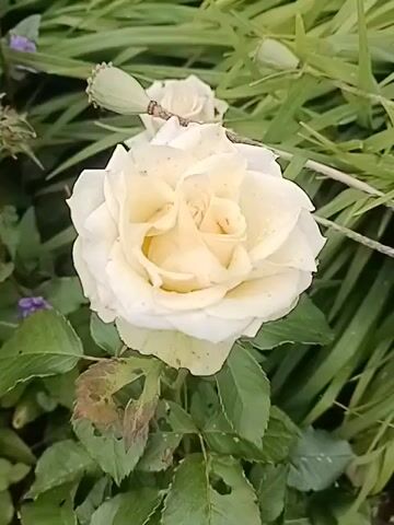 A close-up video of a single, pale yellow rose bloom with some brown spots on its petals, centered in the frame. The rose is surrounded by green foliage and some dried seed pods. The background consists of blurred green grass and leaves, indicating an outdoor garden setting. The lighting appears to be natural, suggesting daytime.