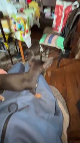 Here is a description of the video.

The video shows a person sitting down with a small, black and brown Chihuahua on their lap. The person is wearing blue sweatpants and a white sock is visible. They are petting the dog on its back. The dog is standing on the person's lap, looking around. In the background, there is a table with a colorful tablecloth, a chair, and a rug. There is also a stool with a colorful cushion and a package of food. The floor is wooden.