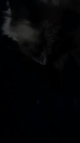 The video shows a dog's head against a dark background. The dog has white and black fur, and its nose and mouth are visible. The video is poorly lit, making it difficult to discern finer details.