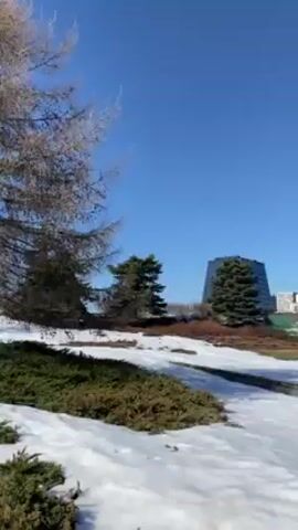 The video shows a winter landscape on a clear, sunny day. Patches of snow cover the ground, interspersed with green grass. Several evergreen trees are visible, along with deciduous trees that appear bare. In the background, various buildings of different colors and heights can be seen in the distance, suggesting an urban setting. The sky is a clear, bright blue with no clouds. The camera appears to be slowly panning across the scene.