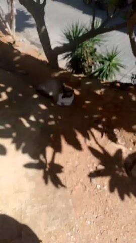 A siamese cat is sleeping under a tree. The cat is light brown with dark brown markings on its face and ears. It is curled up on the ground in a patch of shade. The ground is covered in dry dirt and scattered leaves. In the background, there are some green plants and a paved area. The video is filmed from a high angle, looking down at the cat. The sun is shining brightly, casting shadows of the tree's leaves onto the ground.
