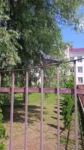 A pigeon stands on a metal fence in front of green trees. The pigeon is mostly gray with some white markings. The fence is purple and has vertical bars. The background shows green grass and a building. The sun is shining brightly.