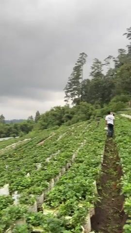 The video opens with a wide shot of a strawberry farm on a hillside under a cloudy sky. Rows of strawberry plants in white bags stretch up the slope. In the distance, a few trees are visible, and a town can be seen in the valley. The camera pans to the right, showing more of the farm and the valley below, with a white picket fence in the foreground. The sky is filled with dark, heavy clouds, and it appears to be raining in the distance. A person is seen walking down a path with a child in their arms. The camera then focuses on a hand holding two strawberries. The strawberries are small and appear to be ripening. The background is blurred, but the strawberry farm and the cloudy sky are still visible.