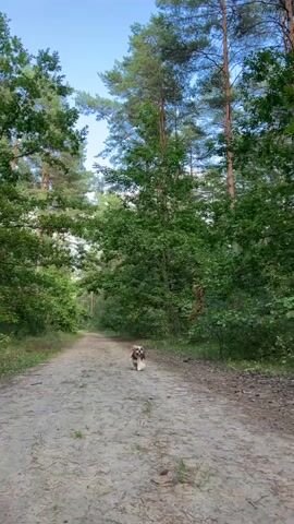 A small, fluffy dog with white and brown fur runs towards the camera on a dirt path in a forest. The dog has long, flowing hair and is wearing pink barrettes in its hair. The dog pauses to look at the camera, then continues running towards it. The dog stops just before the camera, and the video zooms in on its face. The dog then turns and runs away from the camera, and the video zooms out to show the dog running down the path.