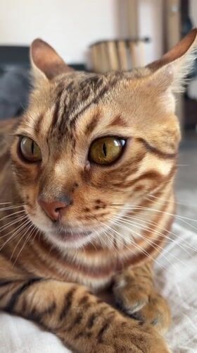 Bengal cat interactions documented in Krasnoyarsk home