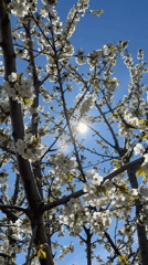 Spring gardening morning captured across Kamyshin, Russia