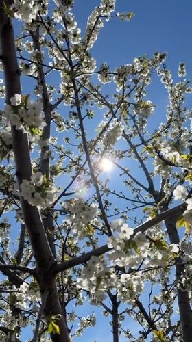 Spring gardening morning captured across Kamyshin, Russia