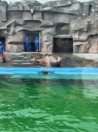 Afternoon zoo visit documented in Izhevsk, Russia