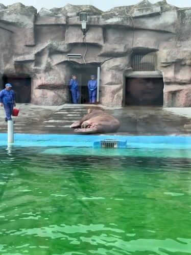 Afternoon zoo visit documented in Izhevsk, Russia