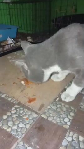 A medium shot shows a gray and white cat eating from the floor. The cat is positioned in the center of the frame, facing to the left, with its head down near the food. The floor is tiled with a pattern of beige and gray stones. There are some orange-colored remnants of food scattered on the floor around the cat. In the background, a green metal cage is visible. Part of a blue plastic container is also visible within the cage. The lighting is dim.