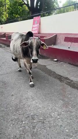 A cow walks towards the camera on a paved street. The cow is predominantly grey with black markings on its head and back. A yellow tag is visible on its ear. Behind the cow is a low wall with writing on it, and a pink sign that reads "Pharmacy Aradhya Medicine." Trees and greenery are visible in the background. The pavement shows signs of wear and tear with cracks and discoloration. Voices can be heard speaking in the background.