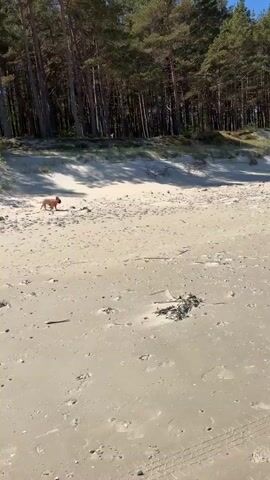 A tan-colored French bulldog wearing a bright pink harness trots towards the camera on a sandy beach. The dog is the primary subject of the video. The beach appears to be adjacent to a wooded area, with trees visible in the background. Scattered debris, including twigs and small pieces of driftwood, is spread across the sand. Shadows from the trees fall across the beach, creating a dappled lighting effect. The dog appears to be the only living being in the shot.