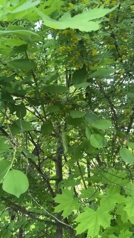 The video shows a close-up of a tree with green leaves and small yellow flowers. A bumblebee is seen moving among the flowers, apparently collecting nectar or pollen. The camera focuses on the bee as it moves from flower to flower. The environment seems to be a natural, outdoor setting, likely a garden or wooded area.