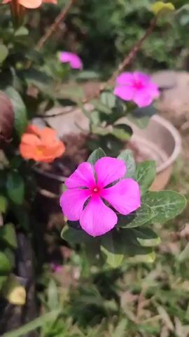 A close-up shot of a blooming pink periwinkle flower is in the foreground. The flower has five delicate petals and a bright red center. It is surrounded by green leaves. In the background, out of focus, are more pink periwinkle flowers, an orange flower, and the edge of a pot. The lighting suggests it is daytime, likely outdoors, with a shallow depth of field blurring the background.