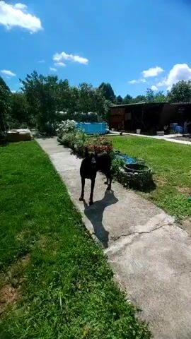 A black dog stands on a concrete path in a grassy yard. The dog is facing the camera and looking down. To the left of the path is green grass. To the right of the path are flower beds with red and white flowers, a blue above-ground swimming pool, and a wooden shed. The sky is blue with white clouds.