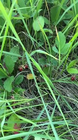 The video shows a close-up view of wild strawberries growing amongst tall green grass and dry straw-like foliage. Two hands are visible in the frame, one with purple nail polish gently pushing aside some of the grass to reveal the strawberries. The other hand is also near the strawberries, possibly reaching for them. The lighting suggests an outdoor environment, likely during the daytime. The overall scene depicts the act of foraging for wild strawberries.