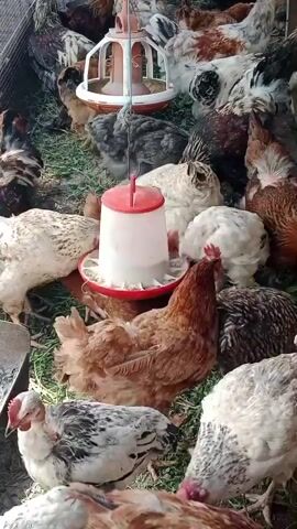 A group of chickens are gathered around a red and white chicken feeder in an outdoor enclosure. The chickens are of various breeds and colors, including brown, white, black, and speckled. Some chickens are eating from the feeder, while others are standing around or pecking at the ground. The enclosure appears to be made of wire mesh and wood, and there is grass and dirt on the ground.