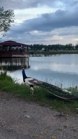 A peacock stands at the edge of a pond near a gravel path. The bird has a white and black neck and body, and a long green and blue tail. It pecks at the grass. In the background, a wooden gazebo sits on the water with people visible inside. The sky is cloudy.