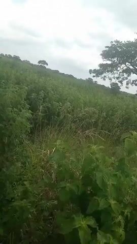 The video displays a first-person perspective of someone walking through a grassy, hilly landscape. The terrain is uneven, with dense green vegetation and tall grasses. Several trees are visible in the distance, including one prominent tree with a wide canopy. The sky is overcast with visible clouds. The camera movement is shaky, suggesting a walking or jogging pace. There are no other people or distinct objects clearly identifiable in the frame. The overall environment appears to be natural and undeveloped.
