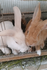 Kids play and rabbits feed at an East Java home