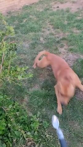 A brown dog with short fur is in a grassy backyard. The dog is facing away from the camera and is partially obscured by a large rosemary bush. In the background, there is a wooden fence and a building. The dog moves around the backyard, sniffing the ground and occasionally looking at the camera. The video is shaky and out of focus in some parts.