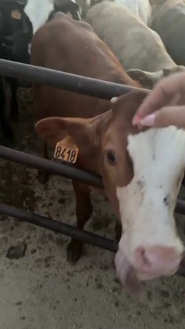 A video shows several cows in an outdoor enclosure. The ground appears to be dirt and sand. In the foreground, a brown and white cow is behind a dark metal fence. A person's hands are visible, petting the cow's head and face. The cow has an orange tag with the number 8418 on its ear. Other cows, mostly brown and white, and some black, are visible behind the fence. One of the cows in the background has a white tag on its ear. The lighting suggests it is daytime.