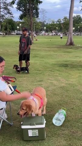 The video shows a park scene with people and dogs. In the foreground, a young woman with glasses wearing a blue and white checkered top is interacting with a golden retriever wearing a pink harness. She is reaching towards a green cooler box. Next to the cooler is a large plastic water bottle. In the background, a man wearing a dark t-shirt and a black cap is standing with two dachshunds on leashes. Other people and dogs are visible in the distance on a grassy field under trees. The environment appears to be a public park with a cloudy sky.