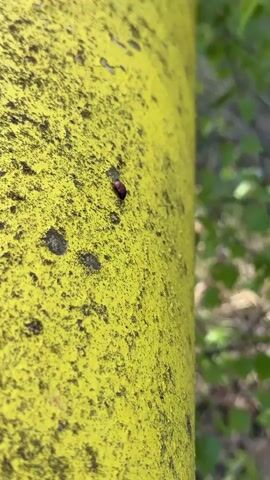 The video shows a small, reddish-brown bug on a textured, yellow surface, likely a metal pole. The surface has dark spots or stains. The background is blurry, suggesting an outdoor environment with green foliage.