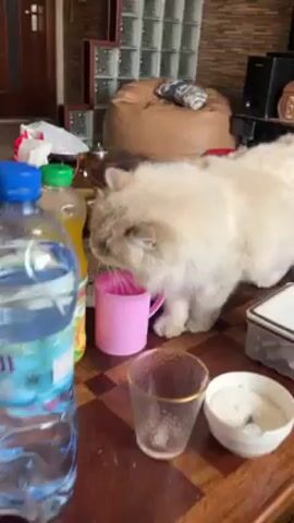 The video shows a fluffy, light-colored cat on a checkered wooden table. The cat is sniffing a pink plastic cup.  To the left is a bottle of juice and a glass; to the right is a container with what appears to be cream or yogurt. The background shows a room with a beanbag chair and other furniture.