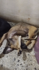 Dogs rest and play on speckled floor during casual indoor moment