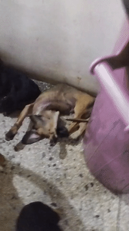 Dogs rest and play on speckled floor during casual indoor moment