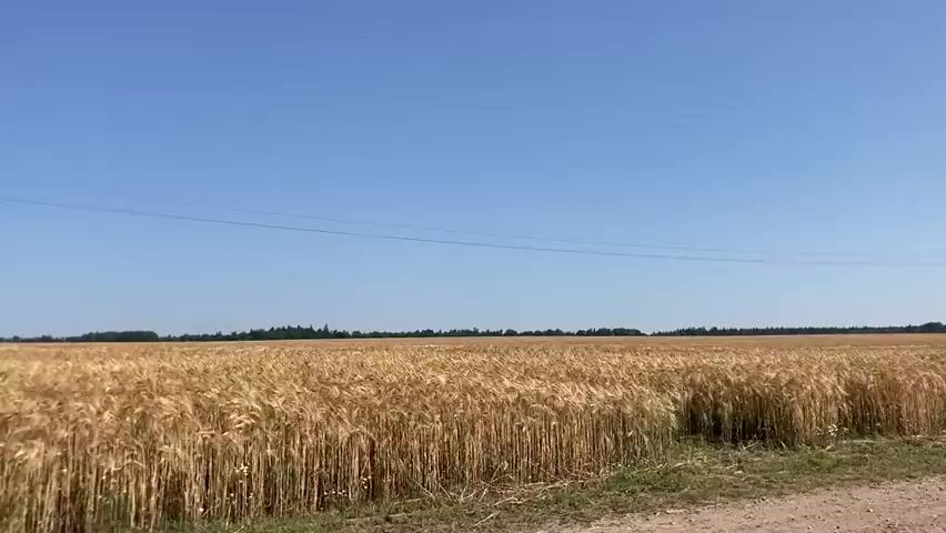 A video captures a view of a vast field of ripe wheat under a clear blue sky. The wheat stalks are golden and appear to be swaying gently, suggesting a light breeze. In the distance, a line of trees forms the horizon. A telephone pole with wires running across the frame is visible on the right side of the image. The foreground shows a dusty or gravelly roadside, with a hint of green grass and some small white wildflowers along the edge. The camera appears to be moving, possibly from a vehicle, as the perspective of the field and roadside shifts slightly throughout the short clip. The overall impression is of a rural, agricultural landscape on a sunny day.