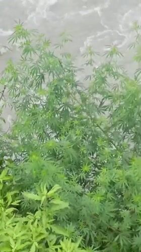 Prayer flag bridge and wild cannabis along a Kalath river valley