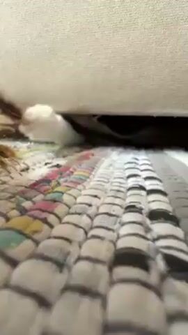 The camera, positioned low to the ground, captures a cat playing under a beige couch. A brown and white paw extends from under the couch onto a colorful, patterned rug made of woven strips of material. The cat bats at something, possibly a toy, concealed under the couch. The area under the couch appears dark, with only glimpses of what may be another cat or object. Music plays audibly in the background.