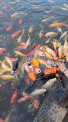 Feeding a dense crowd of colorful koi in Xishan District