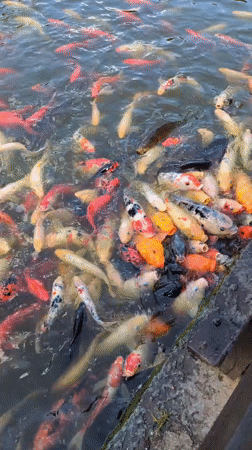 Feeding a dense crowd of colorful koi in Xishan District