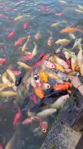 Feeding a dense crowd of colorful koi in Xishan District